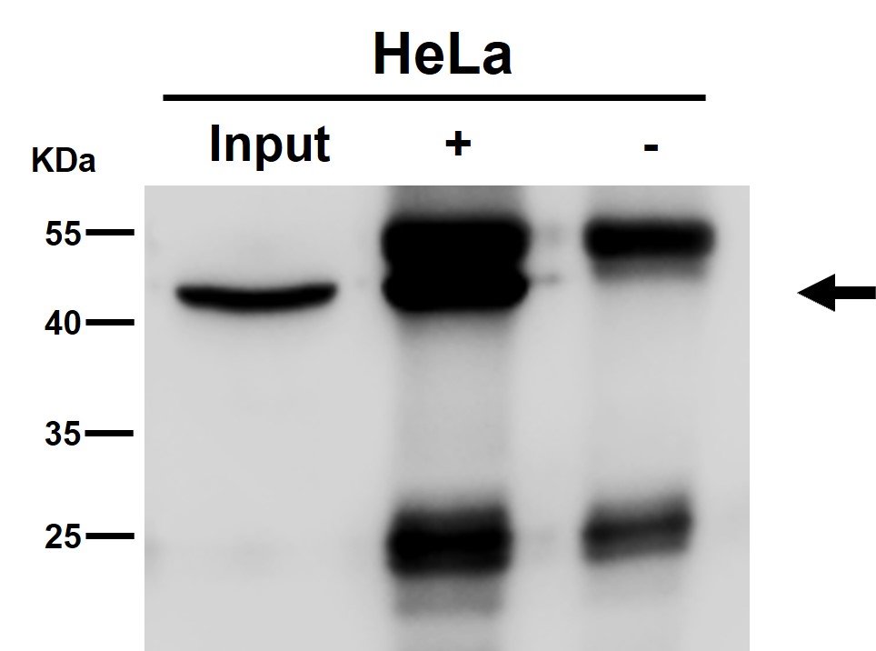 Argininosuccinate synthase 1 Ab