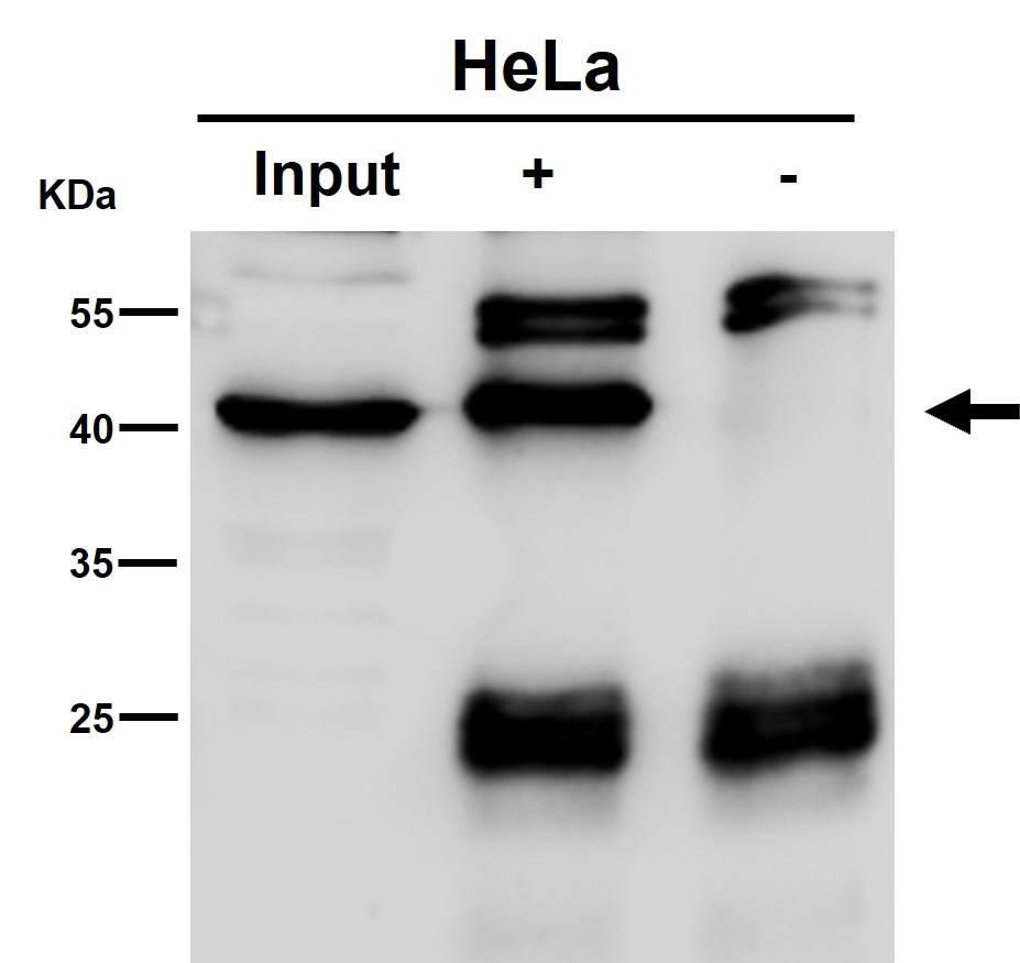 Cystathionine gamma lyase Ab