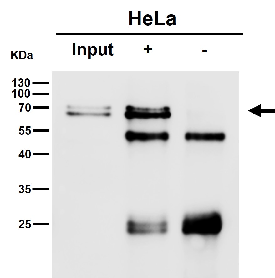 CHRNA4 Ab