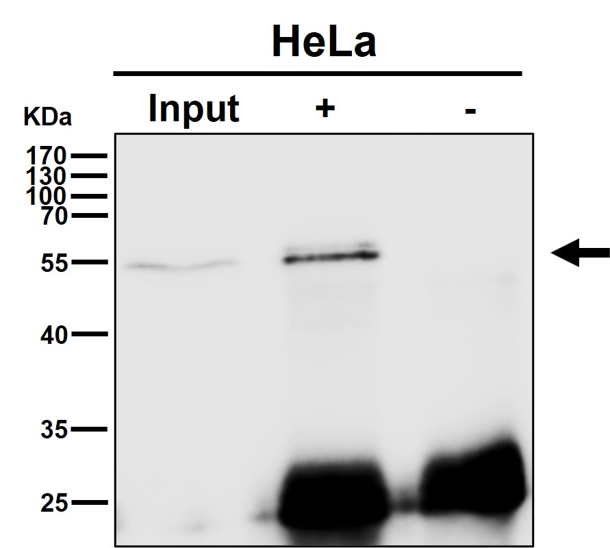 CHRNA5 Ab