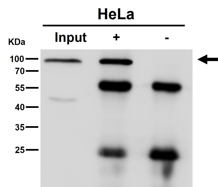 GTPBP4 Ab