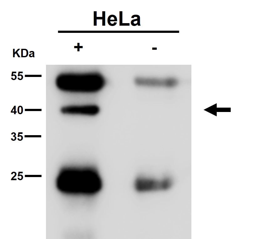 PCYT1A Ab