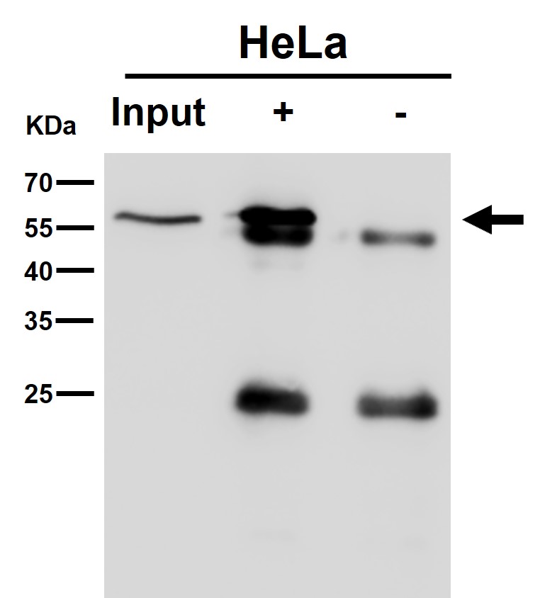 TCP1 alpha Ab