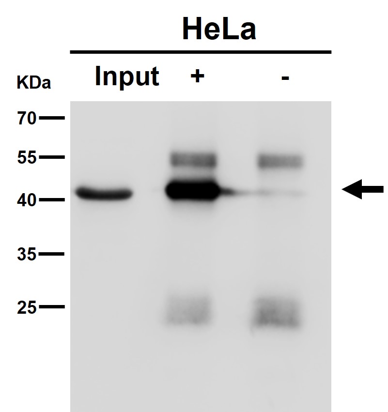 NUDC Ab