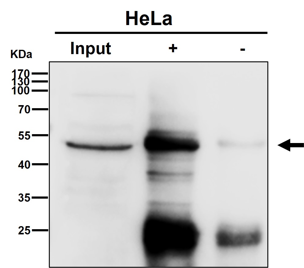 eEF1B gamma Ab