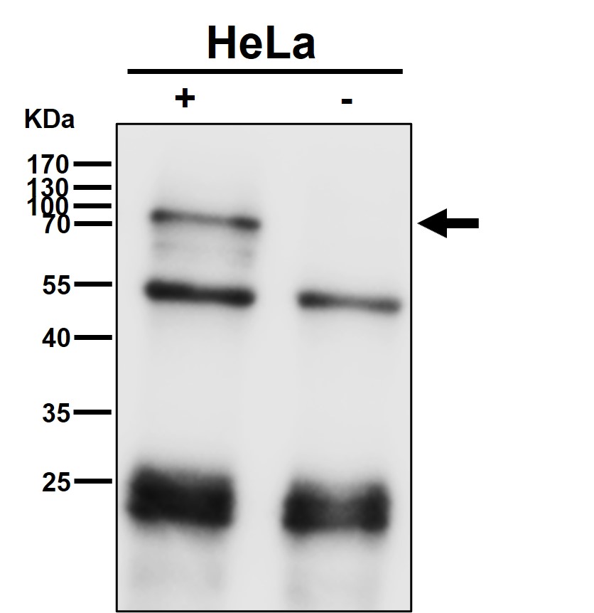 Extracellular matrix protein 1 Ab