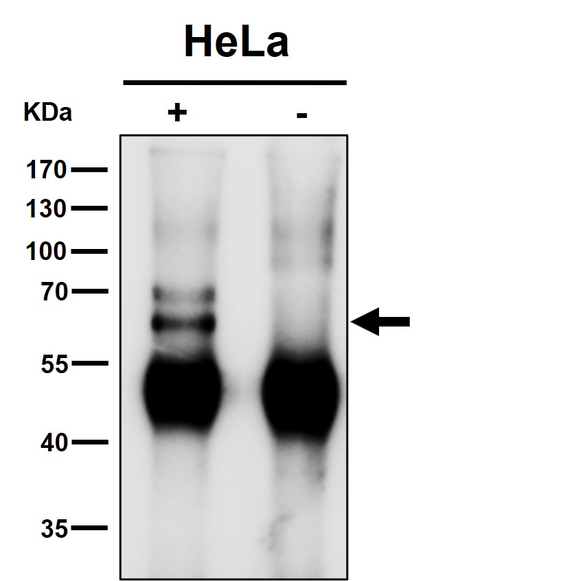 Kinesin light chain 1 Ab