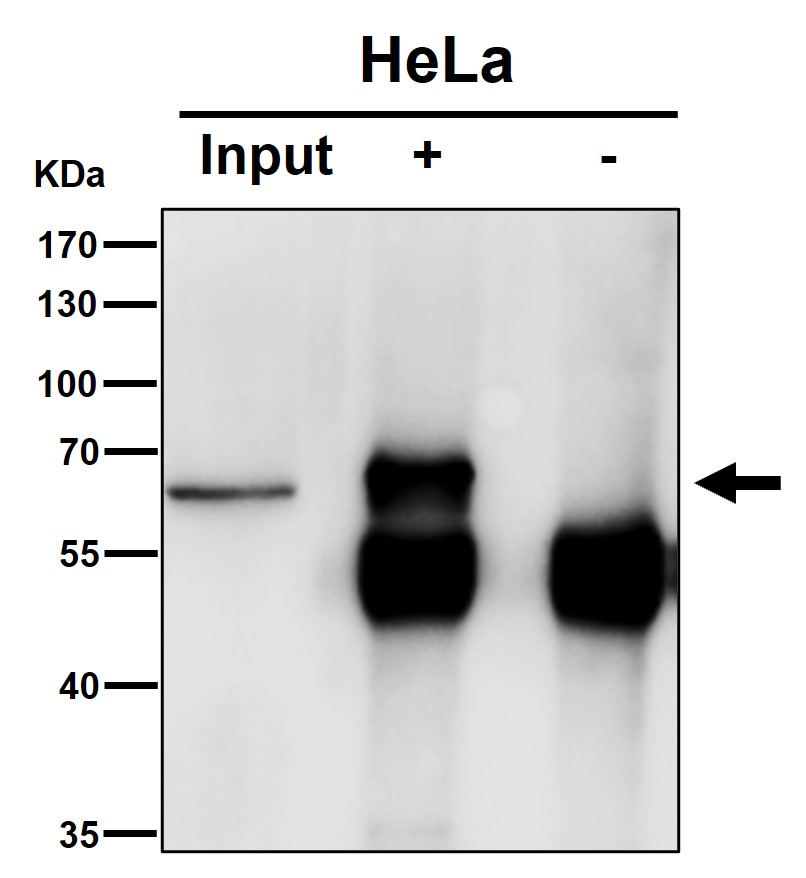 Epitempin 1 Ab