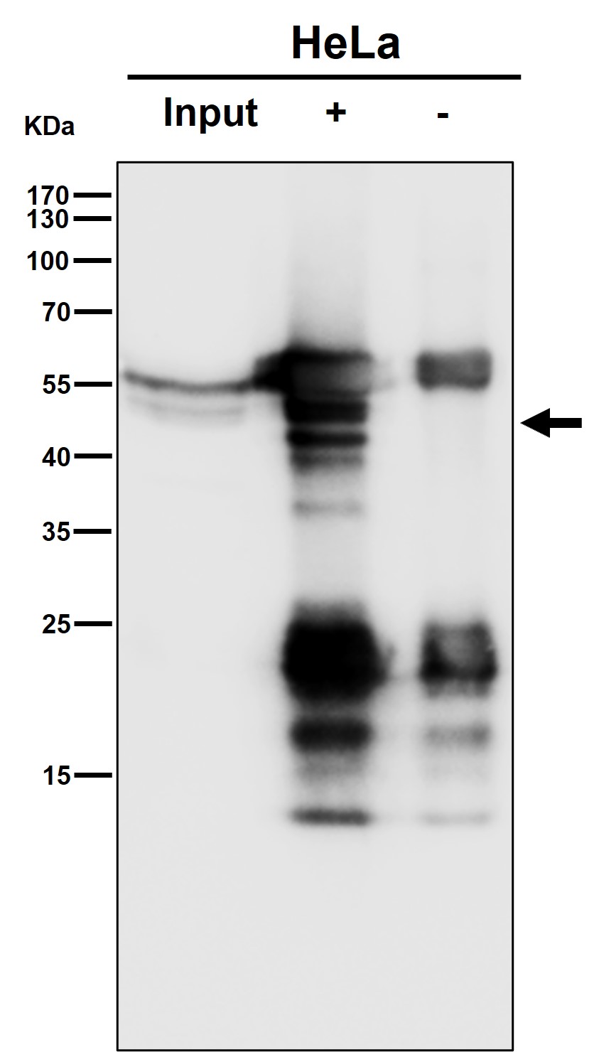 PTPN1/2 Ab