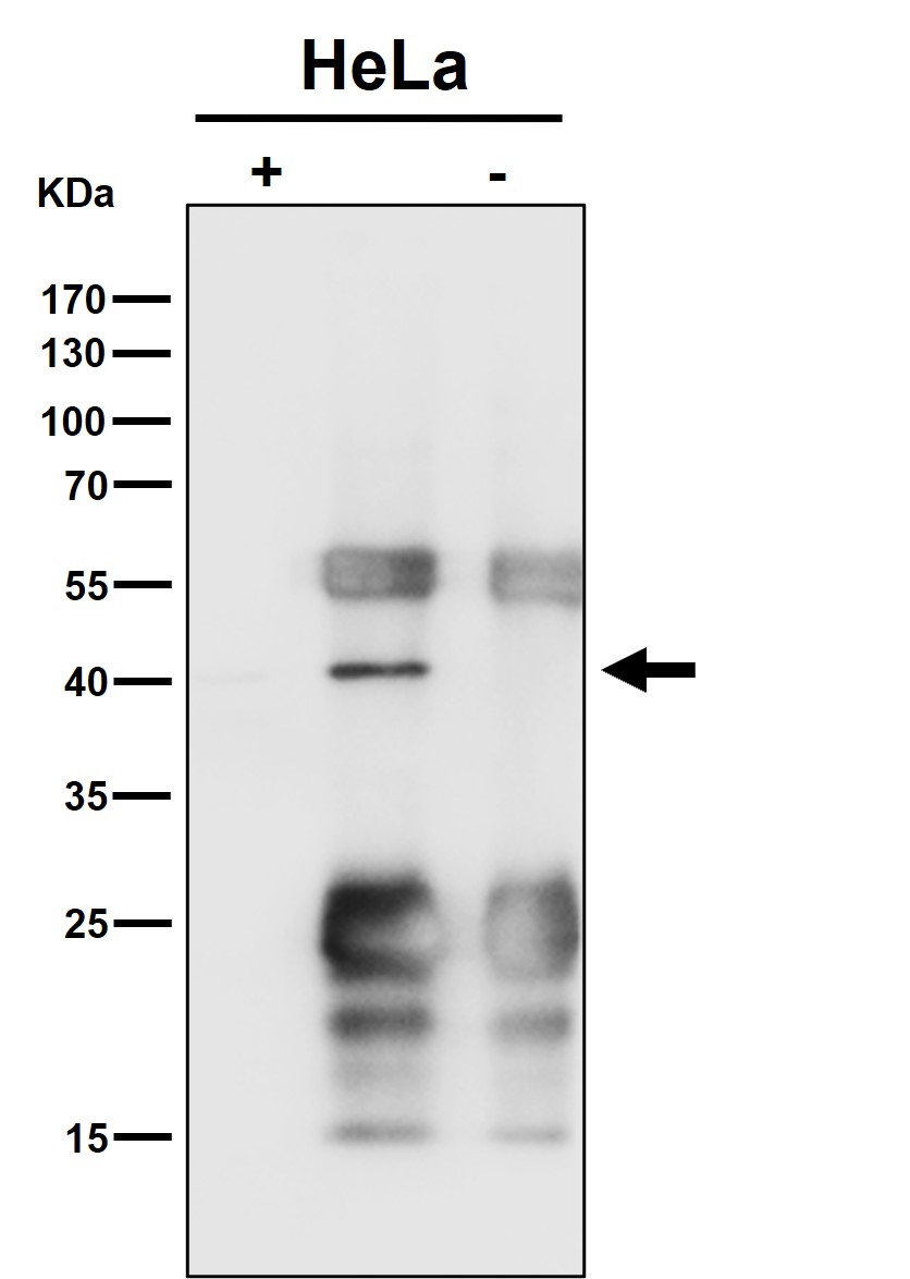 EXOG Ab