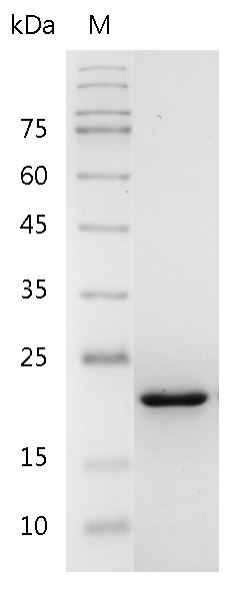 Recombinant 4-1BBL (4-1BB ligand), Human, AF-test