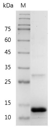 Recombinant Activin B, Human, AF