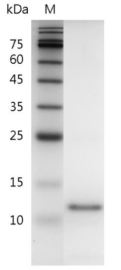 Recombinant AITRL (Activation-induced TNFR member ligand), Human, AF