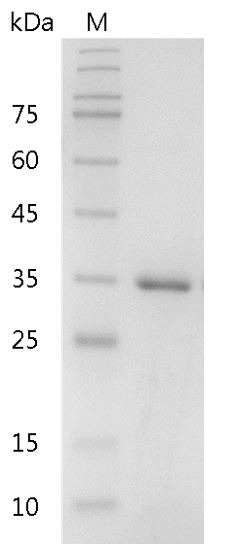 Recombinant Annexin V, Human, AF