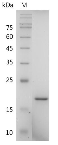 Recombinant APRIL (A proliferation-inducing ligand), Human, AF