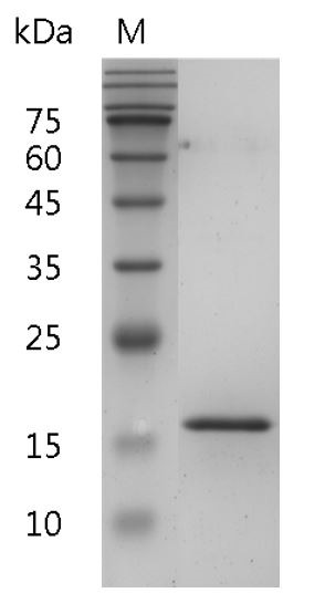 Recombinant BAFF (B-cell activating factor), Human, AF