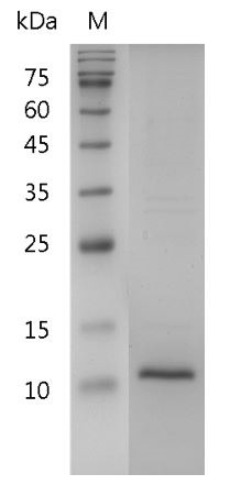 Recombinant beta-NGF (Nerve growth factor-beta), Human, AF