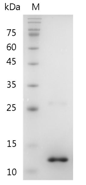 Recombinant BMP-10 (Bone morphogenetic protein-10), Human, AF