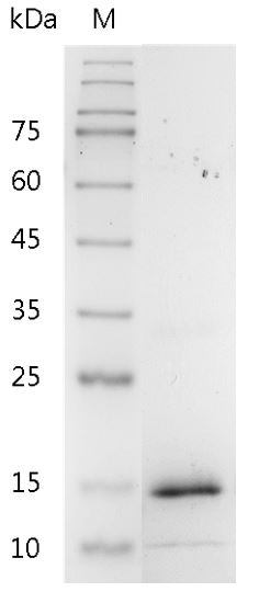 Recombinant BMP-12 (Bone morphogenetic protein-12), Human, AF