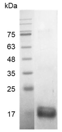 Recombinant BMP-13 (Bone morphogenetic protein-13), Human, AF