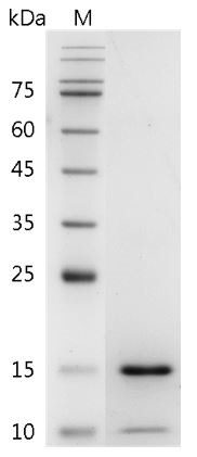 Recombinant BMP-14 (Bone morphogenetic protein-14), Human, AF