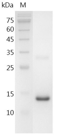 Recombinant BMP-15 (Bone morphogenetic protein-15), Human, AF