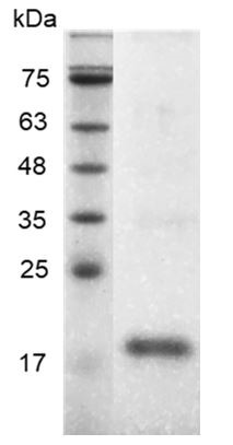 Recombinant BMP-16 (Bone morphogenetic protein-16), Human, AF