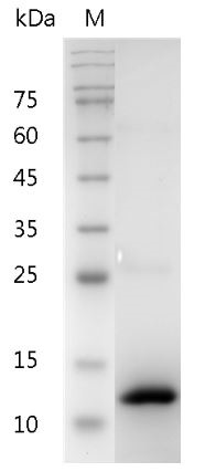 Recombinant BMP-2 (Bone morphogenetic protein-2), Human, AF