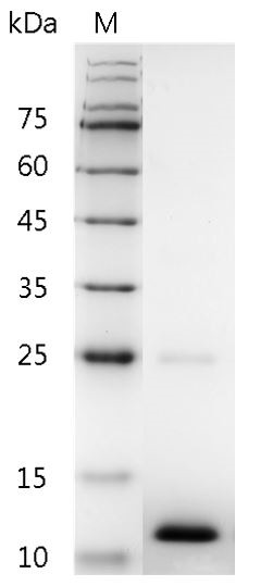 Recombinant BMP-3 (Bone morphogenetic protein-3), Human, AF