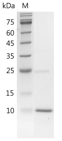 Recombinant BMP-4 (Bone morphogenetic protein-4), Human, AF