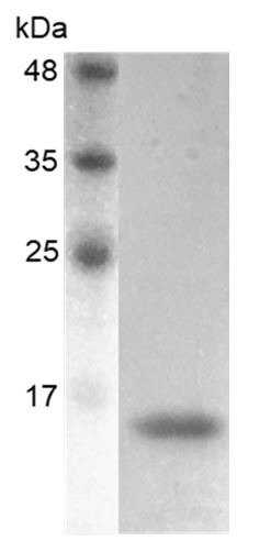 Recombinant BMP-6 (Bone morphogenetic protein-6), Human, AF