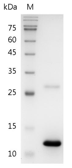 Recombinant BMP-7 (Bone morphogenetic protein-7), Human, AF