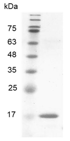 Recombinant BMP-8a (Bone morphogenetic protein-8a), Human, AF