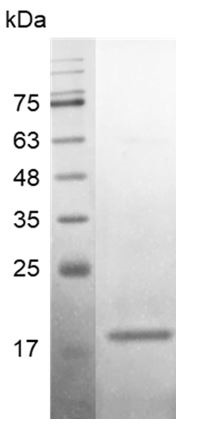 Recombinant BMP-8b (Bone morphogenetic protein-8b), Human, AF