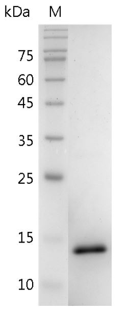 Recombinant BMP-9 (Bone morphogenetic protein-9), Human, AF