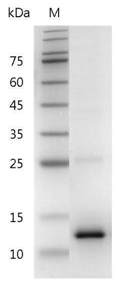 Recombinant CCL2 (C-C motif chemokine ligand 2), Human, AF