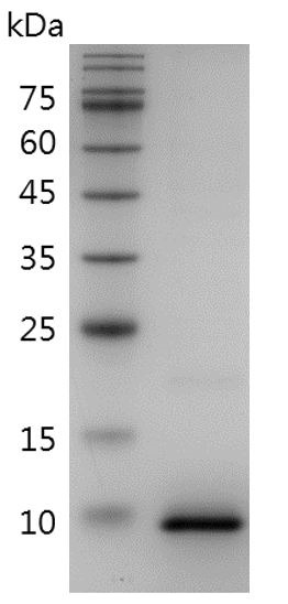 Recombinant CCL3 (C-C motif chemokine ligand 3), Human, AF