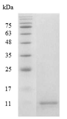 Recombinant CCL4 (C-C motif chemokine ligand 4), Human, AF