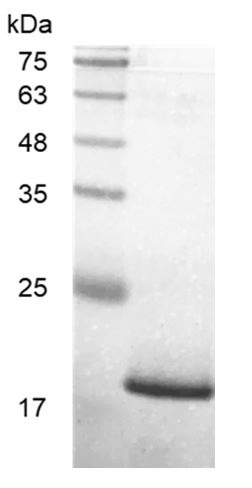 Recombinant CD27L (CD27 ligand), Human, AF