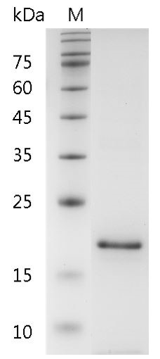 Recombinant CD30L (CD30 ligand), Human, AF