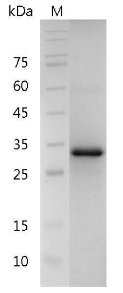 Recombinant CD326, Human, AF