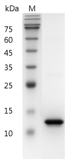 Recombinant CD40L (CD40 ligand), Human, AF