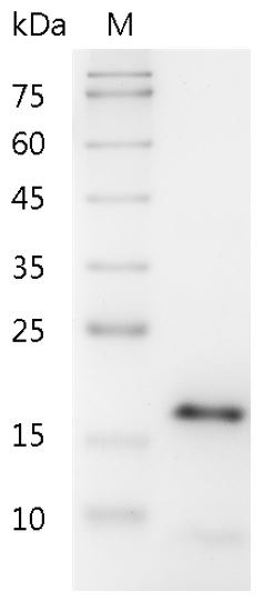 Recombinant CDNF (Cerebral dopamine neurotrophic factor), Human, AF