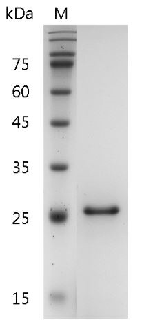 Recombinant CNTF (Ciliary neurotrophic factor), Human, AF