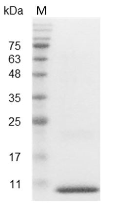 Recombinant CXCL1 (C-X-C motif chemokine 1), Human, AF