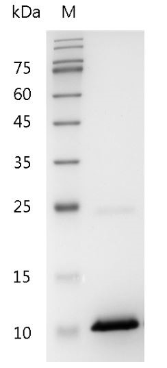 Recombinant CXCL10 (C-X-C motif chemokine 10), Human, AF