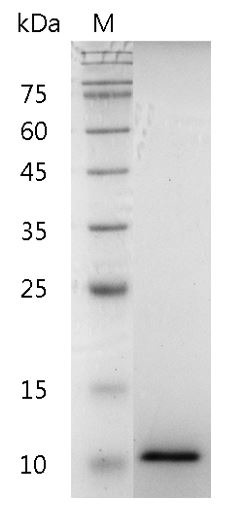 Recombinant CXCL11 (C-X-C motif chemokine 11), Human, AF