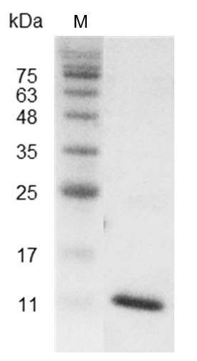 Recombinant CXCL13 (C-X-C motif chemokine 13), Human, AF