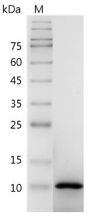 Recombinant CXCL2 (C-X-C motif chemokine 2), Human, AF