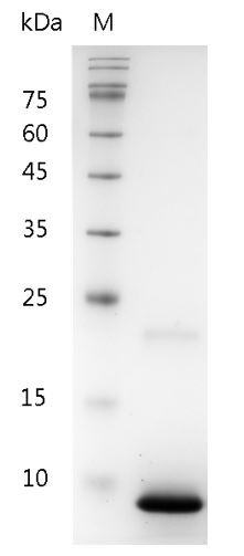 Recombinant CXCL3 (C-X-C motif chemokine 3), Human, AF